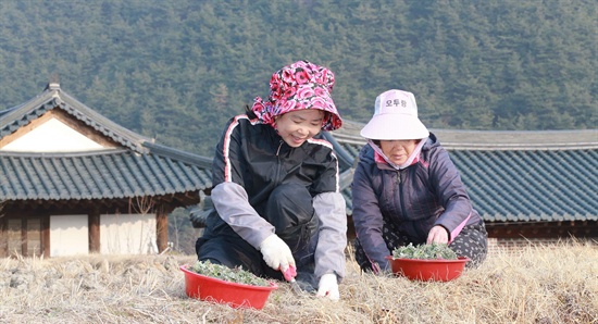  함양 학동마을 아낙네들의 쑥 캐기.