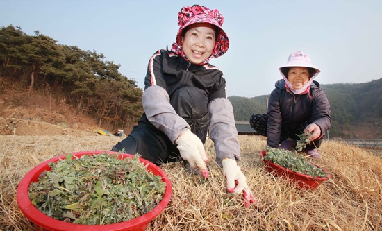  함양 학동마을 아낙네들의 쑥 캐기.