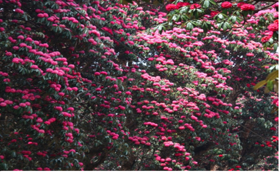 네팔 국화인 랄리구라스의 아름다운 자태. 이 꽃을 보기 위해서라도 랑탕 트레킹을 찾는다 하여 인터넷을 검색하여서 올린다
