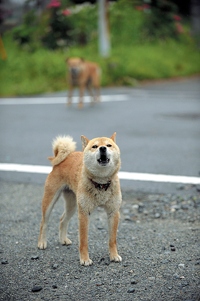후쿠시마 제1원자력발전소 바로 옆에서 만난 두 마리의 개. 계측기로 지면의 방사선량을 재어보니 280마이크로시버트(평소 사람들이 노출되는 방사선량의 약 2000배)였다. 이런 환경에 그들은 버려져 있다.