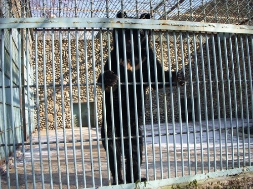 곰에게 적합한 생태와 전혀 거리가 먼 콘크리트 철장 안의 삶. 바로 '감옥'이다.