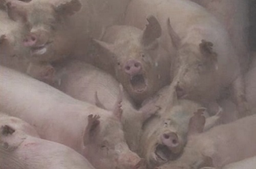3년 전 구제역 사태로 생매장된 돼지들을 동물사랑실천협회가 촬영한 영상의 한 장면이다. 농장동물 살처분이 나치의 유대인 학살과 다를 바가 무엇일까.