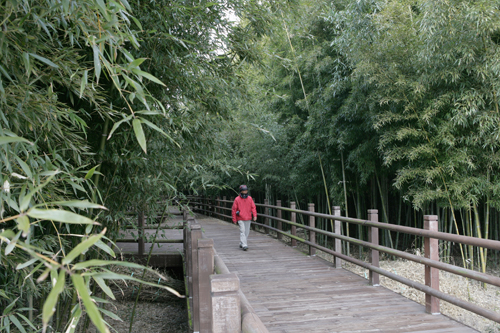 영산강변 태목리 대숲. 청량한 대숲 사이로 나무데크가 놓여 있다.