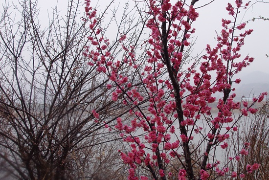 섬진강에 붉은 꽃이 피었습니다. 봄기운이 섬진강에 넘쳐 흐릅니다. 