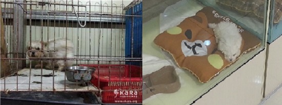 왼쪽은 경북 지역의 미신고 번식장. 오른쪽은 펫숍에서 판매되는 강아지.