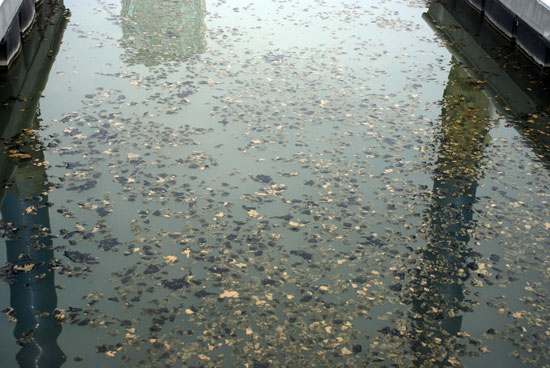 세종보 인근 마리너 선착장에는 녹조 사체가 떠오르면서 수면을 뒤덮고 있다.
