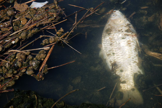 부여군 수상공연장 인근에는 녹조 사체가 가득한 곳에 죽은 물고기까지 떠다니고 있다.
