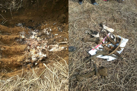 불법축사와의 전쟁을 선포한 태안읍 인평리 주민들이 중장비를 통해 죽은 소를 암매장한 사실을 확인했다. 사진은 아직 탈골되지 않은 소 사체(왼쪽)와 뼈만 남은 소 사체.