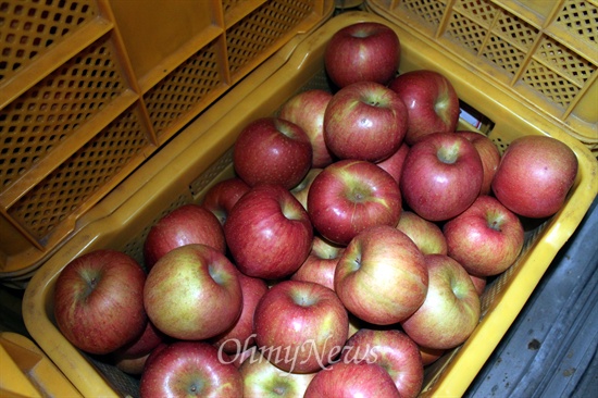 송강누리길 사과 과수원의 사과.
