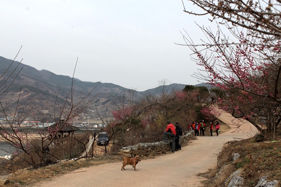  봄꽃 여행, 광양 매화마을도 좋지요.