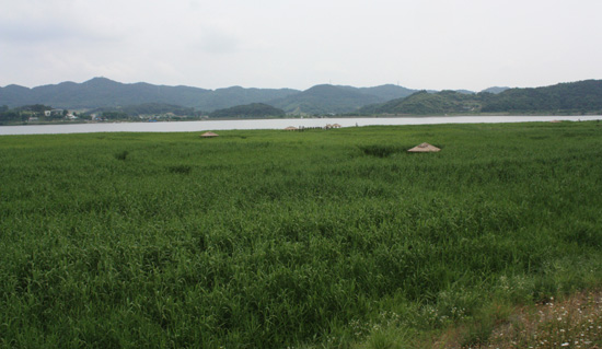 2011년 6월에 촬영한 서천군 신성리 갈대밭