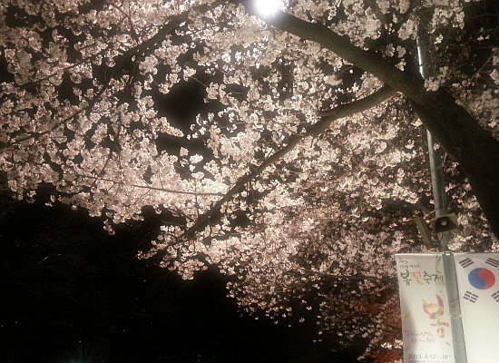 지난해 어느 봄날 밤, 여의도 윤중로에 핀 벚꽃의 모습. 