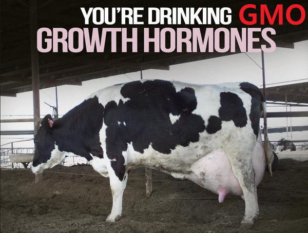 미국에서 우유증산을 위해 쓰이는 GMO 성장호르몬이 소에게 소를 먹여 광우병을 유발한 것으로 알려진 가운데, 한국의 TPP참여때 문제의 젖소 암소고기 수입이 허용될 수 있다는 우려가 일고 있다.