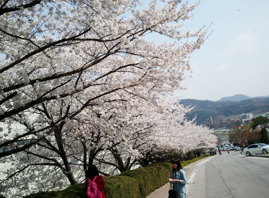 봄꽃의 대명사 ‘벚꽃’. 기상청에 따르면 오는 27일께 제주도 서귀포에서 벚꽃이 개화하고 서울 여의도에는 내달 15일 절정에 이를 것으로 보인다.