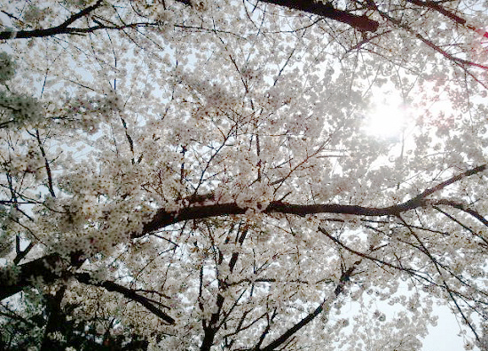 천안에 위치한 한 대학교 교정에 벚꽃이 만개한 모습 