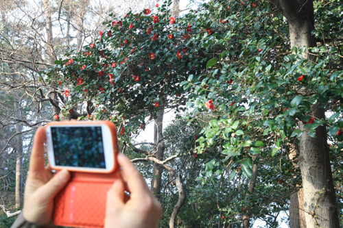 오동도에 활짝 핀 동백꽃. 한 여행객이 스마트폰으로 동백꽃을 찍고 있다.