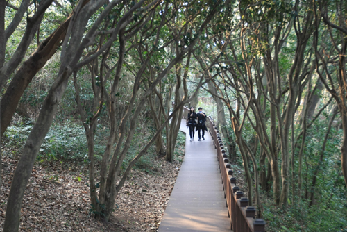 오동도 동백숲길. 숲 사이로 나무데크가 놓여 있어 편하게 걸을 수 있다.