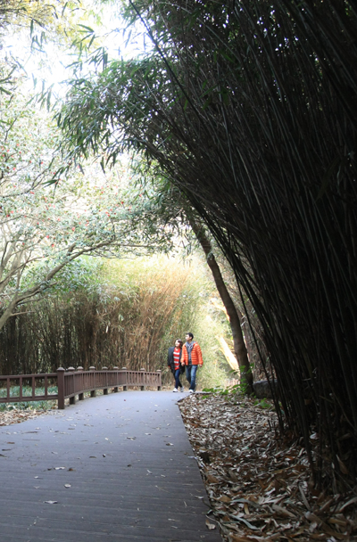 오동도 해장죽 터널. 신우대의 하나인 해장죽으로 이뤄진 길은 오동도에서 만나는 특별한 풍경이다.