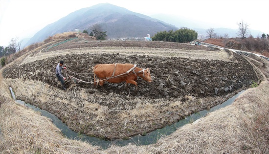  함양 마천면 당흥마을 고랭지논의 쟁기질.