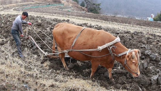  함양 마천면 당흥마을 고랭지논의 쟁기질.