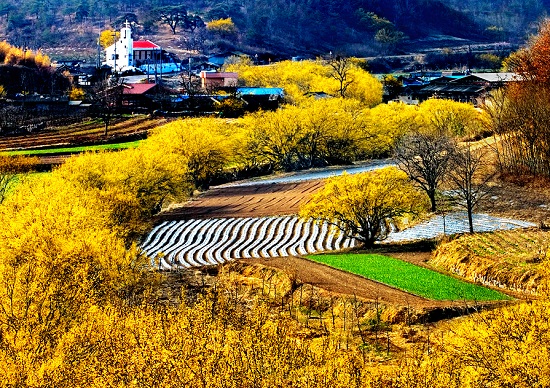 경북 의성군 화전리 산수유마을에 산수유 꽃이 만개한 모습 