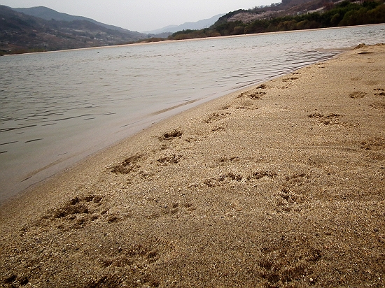 평사리에 드넓게 펼쳐진 모래밭에 수달 발자국이 어지럽다.