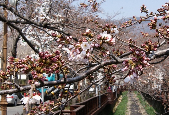 벚꽃 개화의 표준목으로 삼는 창원시 진해구 여좌천의 벚나무 3그루에 지난 24일 벚꽃이 개화했다. 