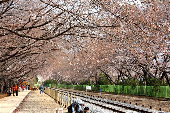 지난 이틀 동안 비가 내리다 화창한 날씨를 보인 27일 오후 진해 경화역에 벚꽃이 피기 시작해 사람들이 몰려 들고 있다.