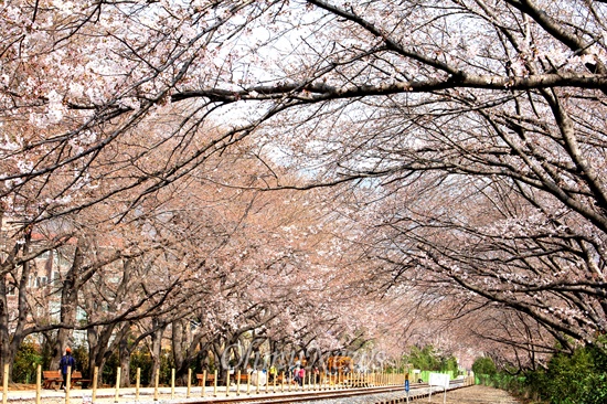 지난 이틀 동안 비가 내리다 화창한 날씨를 보인 27일 오후 진해 경화역에 벚꽃이 피기 시작해 사람들이 몰려 들고 있다.