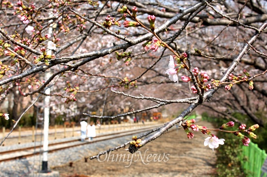 지난 이틀 동안 비가 내리다 화창한 날씨를 보인 27일 오후 진해 경화역에 벚꽃이 피기 시작했다.