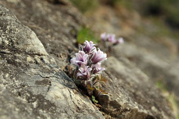 바위틈에 자라는 할미꽃