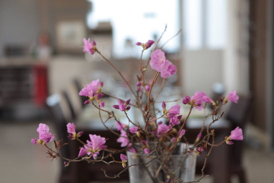 테이블에 오른 진달래 봉오리가 이틀 뒤에 꽃을 피웠다.