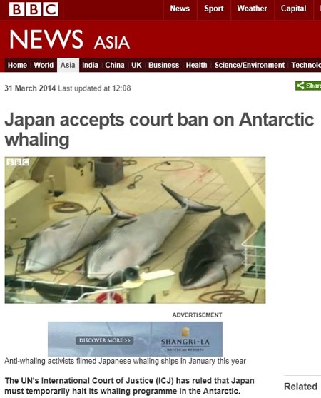 국제사법재판소의 일본 포경 금지 판결을 보도하는 영국 BBC뉴스 갈무리.