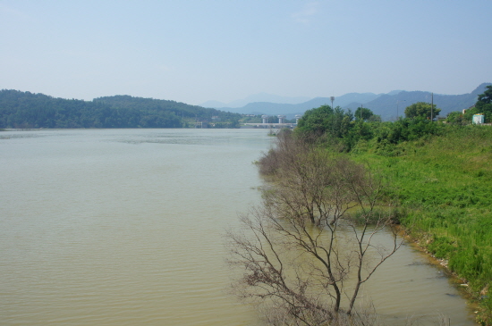 상주보 상류 강변을 따라 늘어선 버드나무들이 모두 고사한 모습(2013년 8월8일 촬영)
