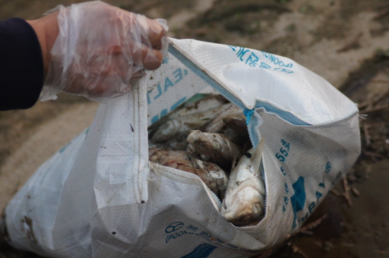 2012년 금강에서 발생한 대규모 물고기 떼죽음 당시 현장의 모습
