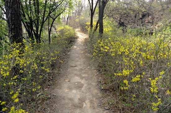봄 기운으로 가득한 궁산의 편안한 둘레길. 