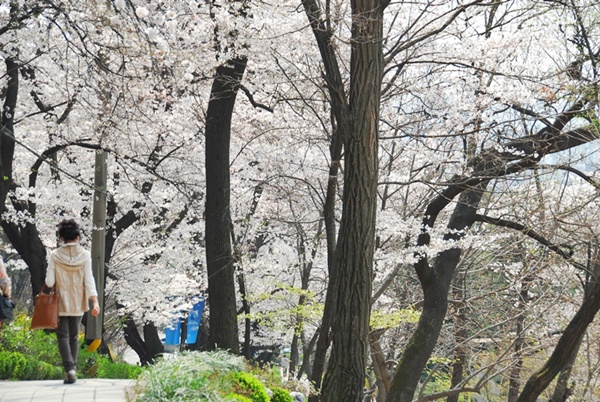 경기도청 주변에 만개한 벚꽃. 4일부터 3일간 벚꽃축제가 열린다 