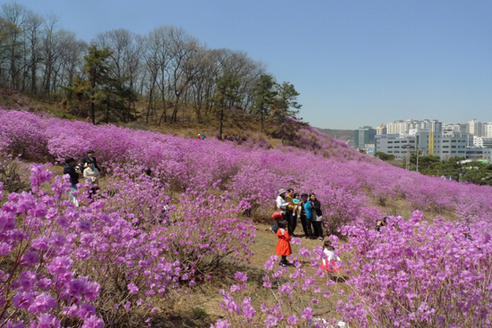 효성 안양공장 구내에 자리한 진달래동산