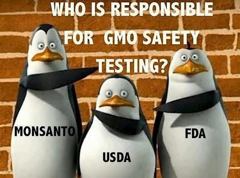 아무도 책임지지 않는 미국의 GMO. 우리는 이러지 않았으면... GMO안전성 검사는 대체 누가 책임지나? 농무부? 몬산토? 식의약청?