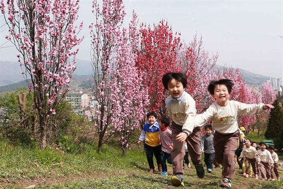  함양 백연리 상백마을의 홍도화.