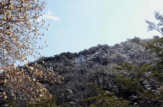 목련이 아니면 겨울 풍경이라 볼 눈 덮인 산과 꽃망울을 맺은 목련의 대비.