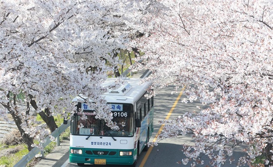  지리산 자락인 경남 함양 백전면 일원 벚꽃 터널.