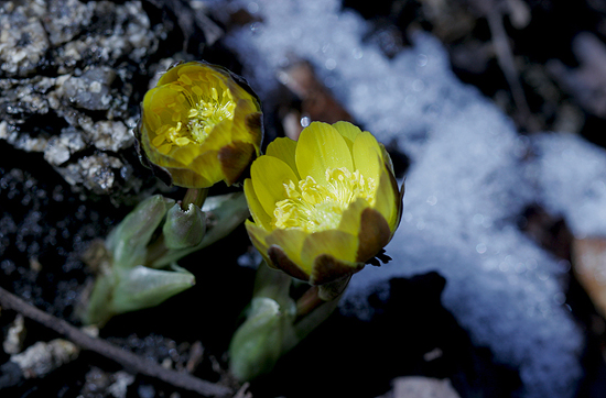 얼음새꽃, 눈새기꽃으로 불릴 정도로 한 겨울부터 피기 시작해 눈과 가장 친숙한 복수초를 이곳에서는 1월 초부터 4월 하순까지 만날 수 있다.