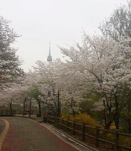 벚꽃이 만개한 서울 중구 남산 일대에 박무가 껴 있다. 