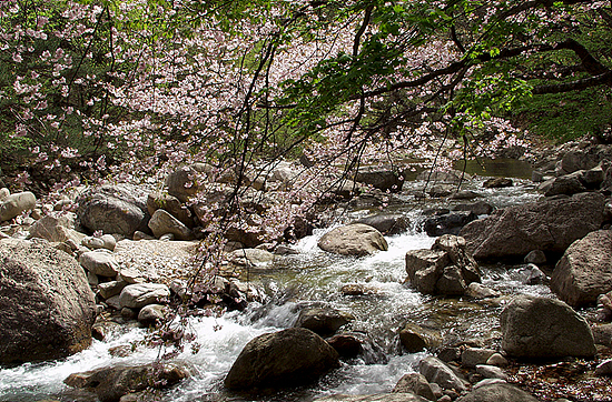 산벚꽃 그동안 벚꽃은 일본이 원산지라 주장했다. 그렇다면 설악산에 자생하는 산벚곷은 어떻게 설명할 것인가?