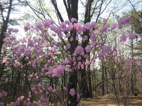 아차산의 봄을 대표하는 진달래꽃의 빛깔이 곱다.