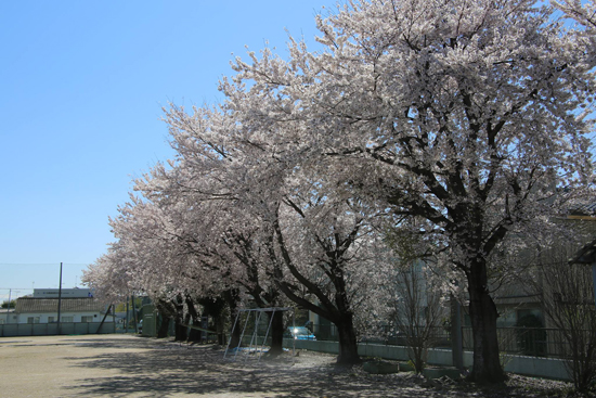 이바라키조선학교 교정에 벚꽃이 만개했다. 