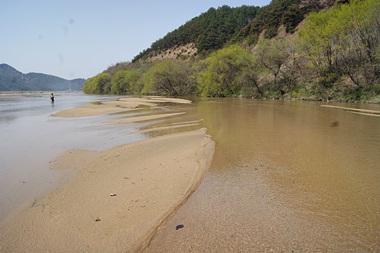 금모래와 맑은 강물 그리고 초록이 조화를 이룬 내성천의 봄
