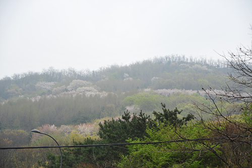 안산 벚꽃 풍경