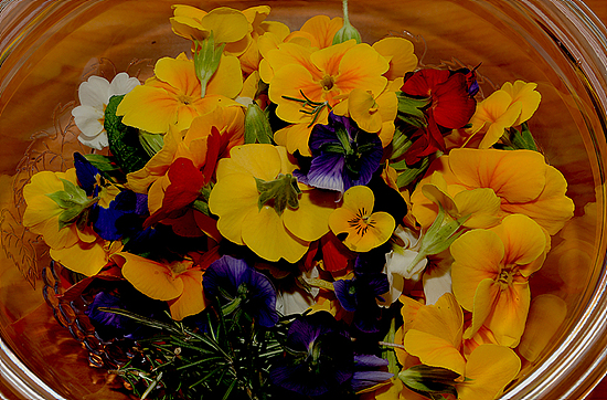꽃비빔밥을 위해 준비 된 프리뮬라꽃과 삼색제비꽃.
